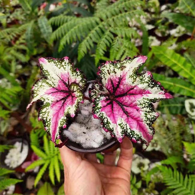 秋海棠 Begonia T Rex™ ‘St Nick’ (Begonia rex hybrid)