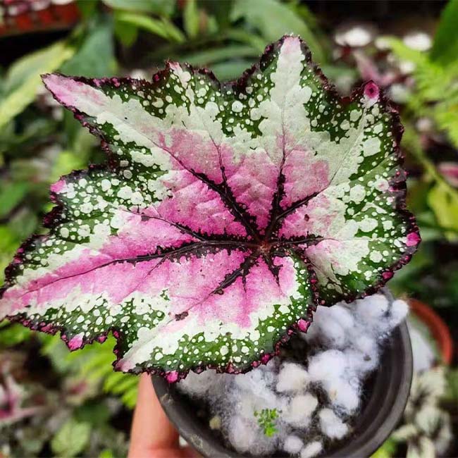 秋海棠 Begonia T Rex™ ‘St Nick’ (Begonia rex hybrid)
