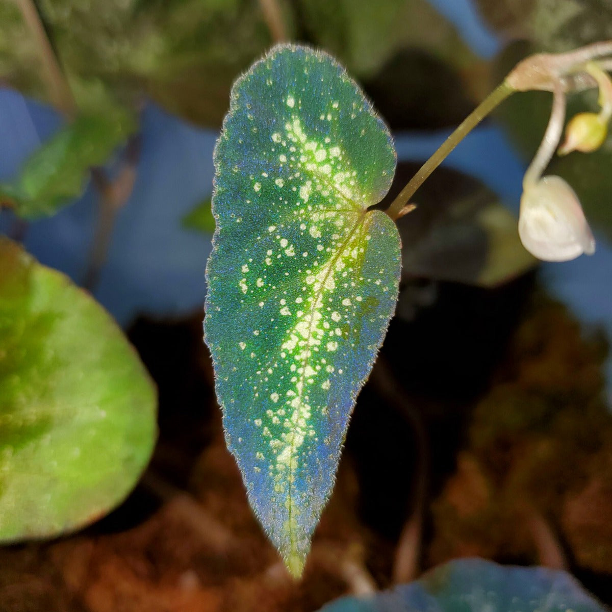 秋海棠 Begonia variabilis fluo