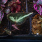 秋海棠 Begonia variabilis fluo