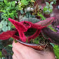 變色秋海棠 Begonia versicolor 'Balck&Red'