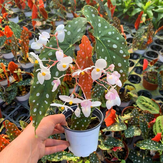 Begonia Wightii (Maculata variegata)