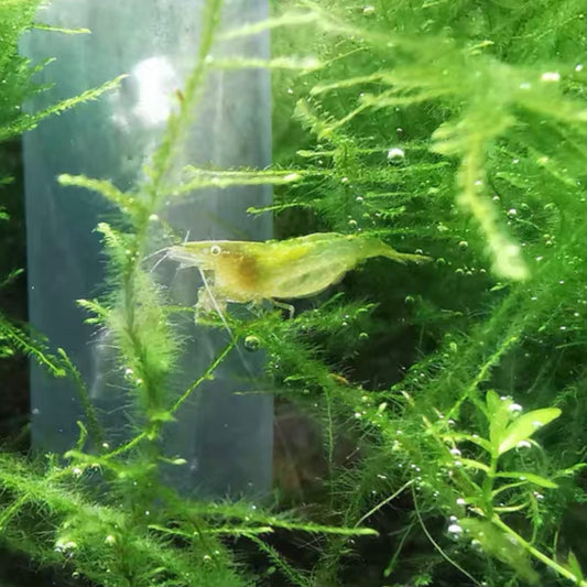 印度綠晶蝦 Green Neon Shrimp （ Neocaridina denticulata ）