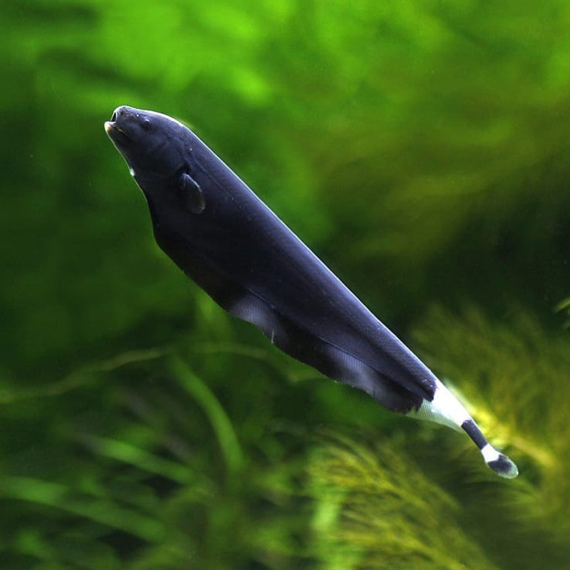 羽毛刀 黑魔鬼魚 Black Ghost Knifefish (Apteronotus albifrons) - 森流 GreenFlow ...