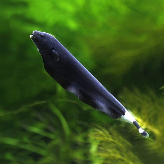 羽毛刀 黑魔鬼魚 Black Ghost Knifefish (Apteronotus albifrons)