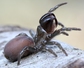 溝紋硬皮地蛛黑色種 Black Purse Web Spider (Calommata signata)