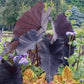 黑魔法芋/黑葉芋  Black Taro ( Colocasia esculenta ' Black Magic ' )