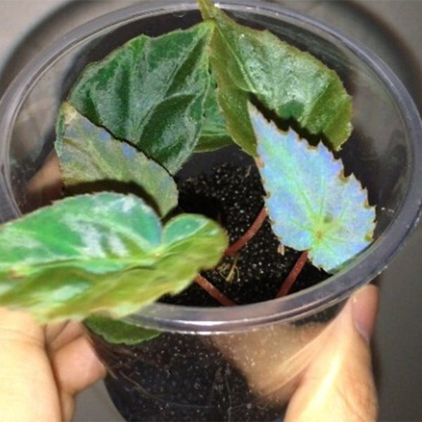孔雀秋海棠. Blue Begonia ( Begonia pavonina )