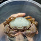 藍印支溪蟹 Blue Indochinamon Crab (Indochinamon chinghungense)