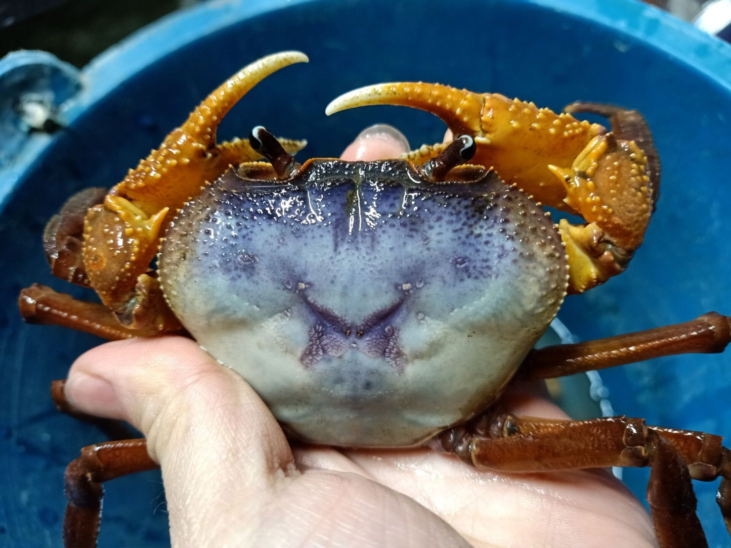 藍印支溪蟹 Blue Indochinamon Crab (Indochinamon chinghungense)