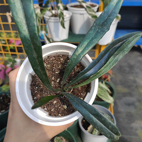 反光藍蕨 Blue Oil Fern ( Microsorum thailandicum )