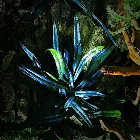 Reflective Blue Oil Fern (Microsorum thailandicum)