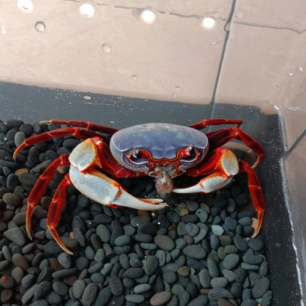 藍南海溪蟹 Warrior Crab Shenzhen (Nanhaipotamon aculatum)