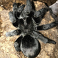 巴西黑絲絨 Brazilian Black Tarantula (Grammostola pulchra)