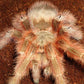巴西巨人金毛蜘蛛 Brazilian Giant Blonde Tarantula (Nhandu tripeppii)