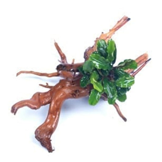 Bucephalandra green wavy on Driftwood