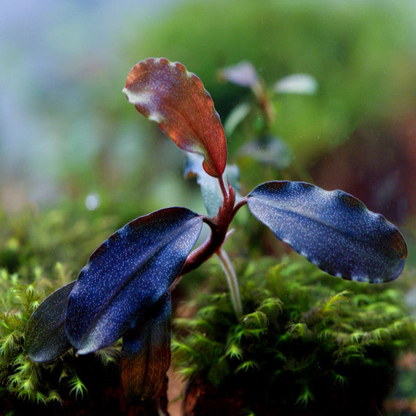 深藍辣椒榕 ( Bucephalandra sp. "Elegant deep blue" )