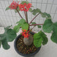 珊瑚油桐 Buddha Belly Plant ( Jatropha podagrica )