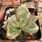 玉翡翠/佛座箍 鱗芹屬 Waterglas window plant  (Bulbine mesembryanthemoides Haw.)