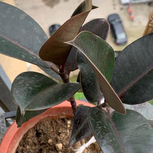 印度榕 Burgandy (Ficus elastica)