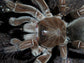 亞馬遜巨人食鳥蛛 Burgundy Goliath Bird Eater Tarantula  (Theraphosa stirmi)