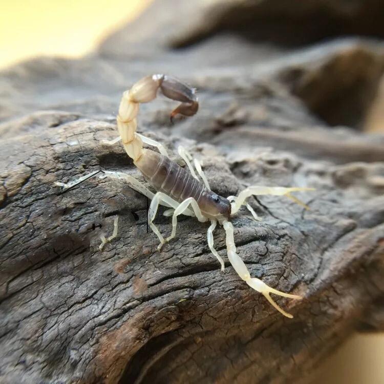 青玉粗尾蠍 Burrowing Thick Tail Scorpion (Parabuthus raudus)