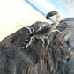 青玉粗尾蠍 Burrowing Thick Tail Scorpion (Parabuthus raudus)