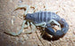 墨玉粗尾 Burrowing Thick Tail Scorpion (Parabuthus schlechteri)