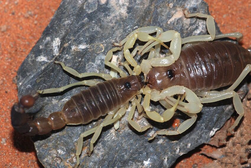 墨玉粗尾 Burrowing Thick Tail Scorpion (Parabuthus schlechteri)