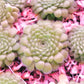 捕蟲堇屬 Butterwort Pinguicula zecherix x gypsicola