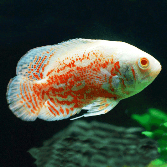 白豬仔魚 （Astronotus ocellatus）