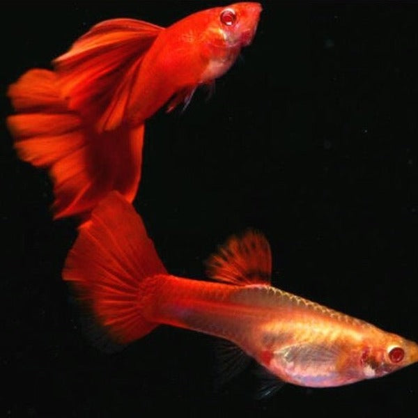 美國全紅孔雀魚 (Poecilia reticulata)