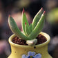阿爾比芙洛亞 仙女杯 Cactus Jungle(Dudleya albiflora)