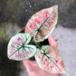 草莓之星彩葉芋 Caladium ' Strawberry Star ' ( Caladium bicolor )