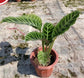斑葉竹芋 Calathea zebrina