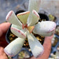 三花天錦章/ 心形水泡 Calico hearts (Adromischus Triflorus)