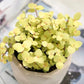 舖地錦竹草 Gold Creeping inchplant (Callisia repens)