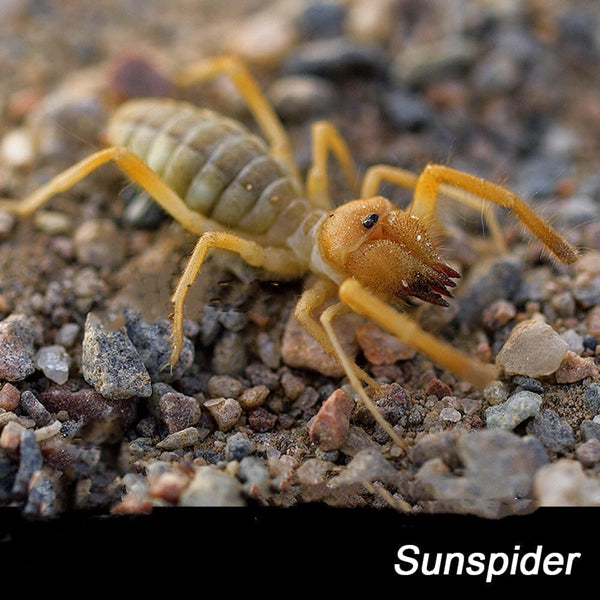 駱駝蜘蛛 Camel Spider (Solifugae sp.)