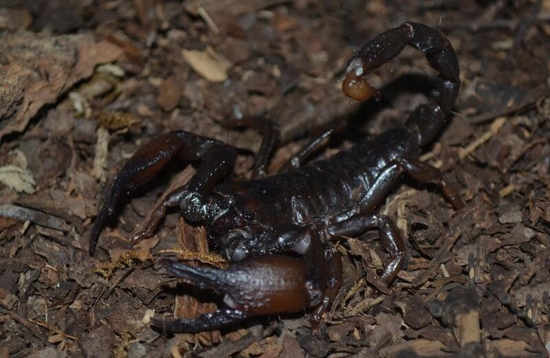旅行者帝王蠍 Cave Clawed Scorpion (Pandinus viatoris)
