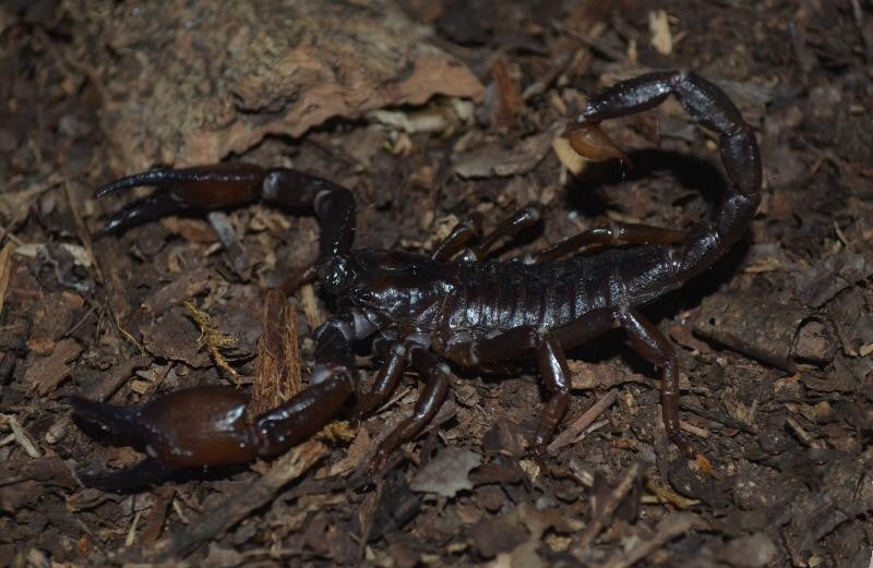 旅行者帝王蠍 Cave Clawed Scorpion (Pandinus viatoris)