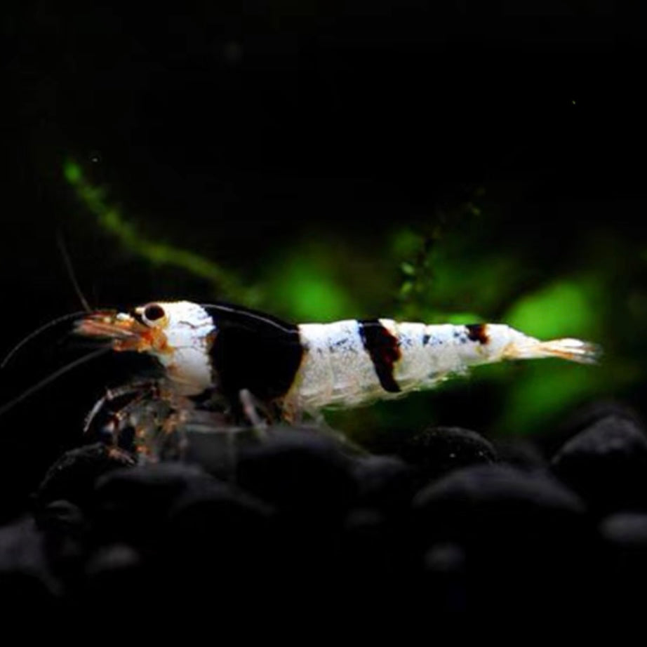 Black and white Crystal Shrimp (Caridina serrata var.) × 5 pieces