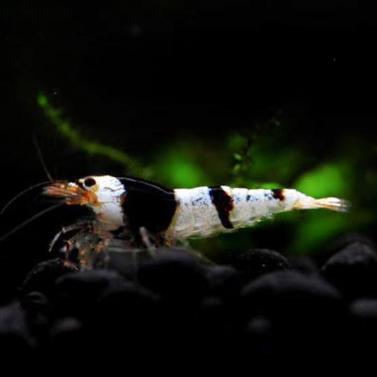 黑白水晶蝦 Crystal Shrimp（ Caridina serrata var. ）×5隻