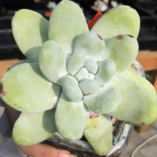 Thumb Fairy Cup Cedros Island Liveforever (Dudleya pachyphytum)