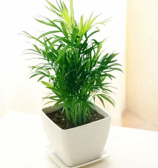 parlor palm 中文 袖珍椰Chamaedorea Elegans ( Parlour palm ) - 森流GreenFlow