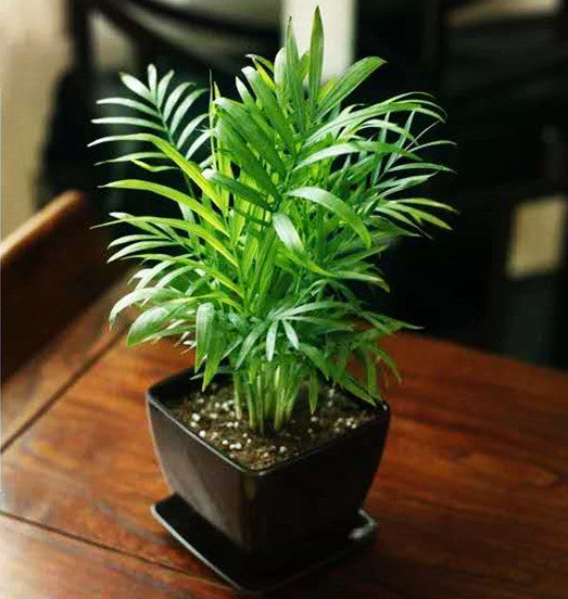 parlor palm 中文 袖珍椰Chamaedorea Elegans ( Parlour palm ) - 森流GreenFlow