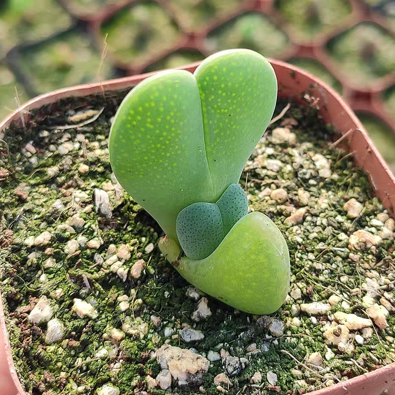 神風玉Cheiridopsis pillansii