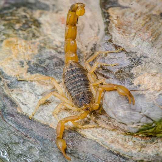 Chinese Golden Scorpion (Mesobuthus martensii)