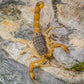 東亞鉗蠍 Chinese Golden Scorpion (Mesobuthus martensii)