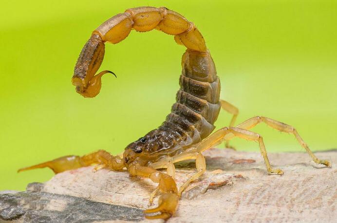 東亞鉗蠍 Chinese Golden Scorpion (Mesobuthus martensii)