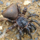 金錢活門蛛 Chinese Hourglass Spider (Cyclocosmia ricketti)